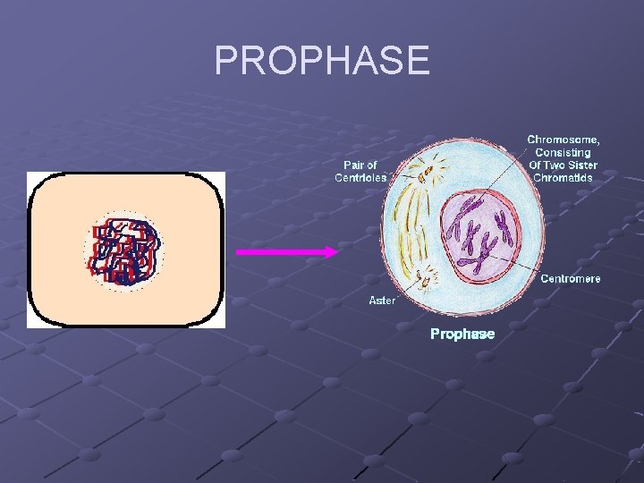 PROPHASE PROPHASE