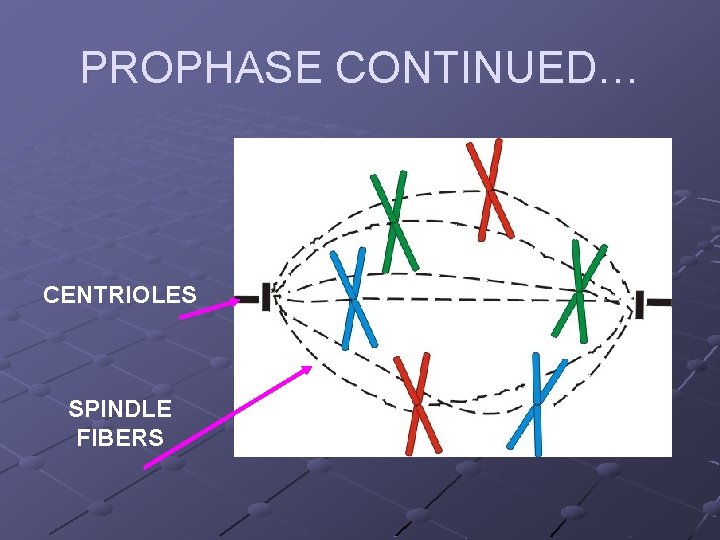 PROPHASE CONTINUED… CENTRIOLES SPINDLE FIBERS PROPHASE CONTINUED… CENTRIOLES SPINDLE FIBERS