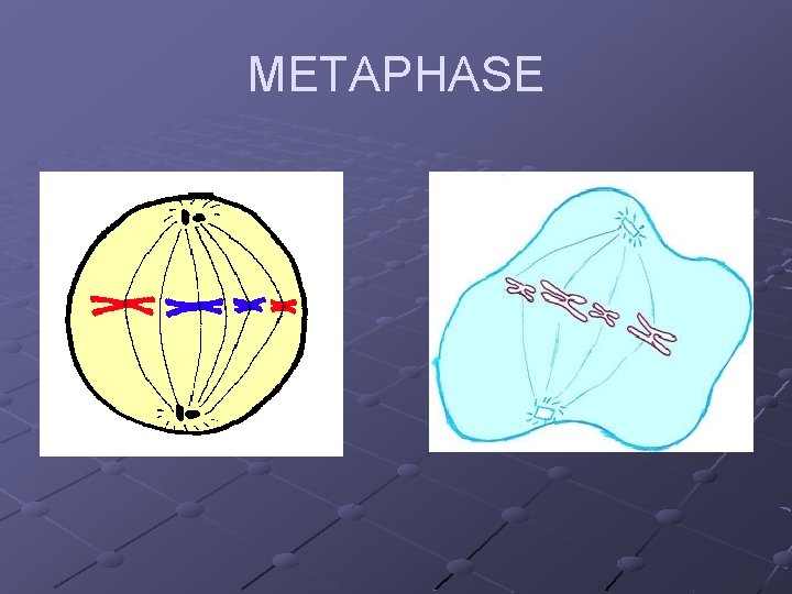 METAPHASE METAPHASE