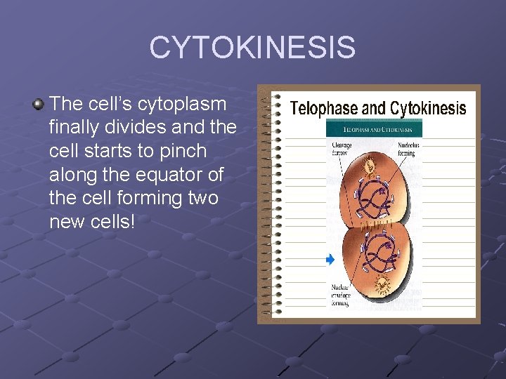 CYTOKINESIS The cell’s cytoplasm finally divides and the cell starts to pinch along the CYTOKINESIS The cell’s cytoplasm finally divides and the cell starts to pinch along the