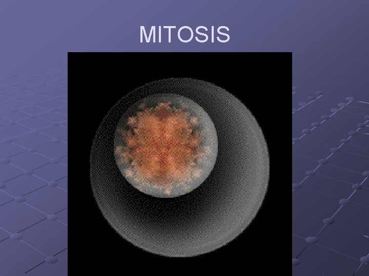 MITOSIS MITOSIS