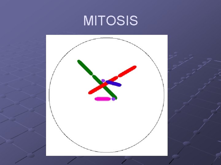 MITOSIS MITOSIS