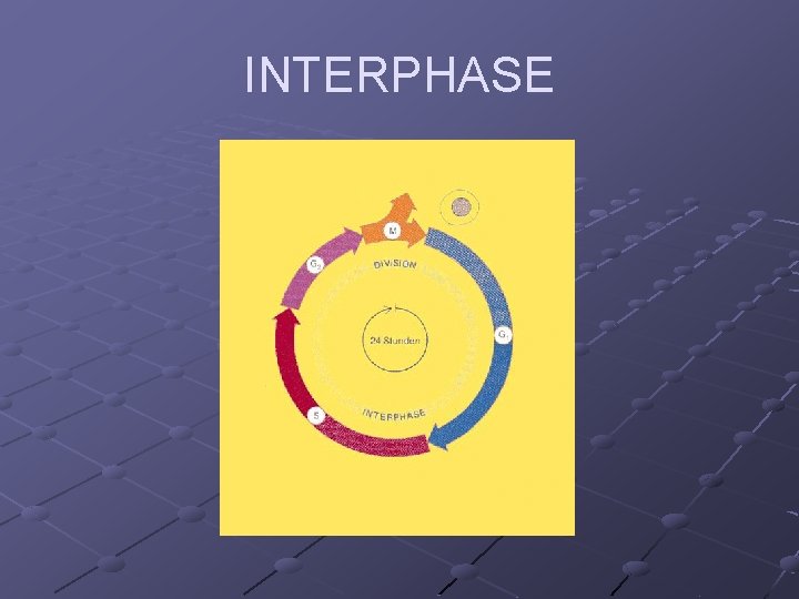 INTERPHASE INTERPHASE