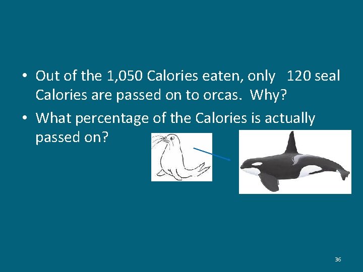  • Out of the 1, 050 Calories eaten, only 120 seal Calories are