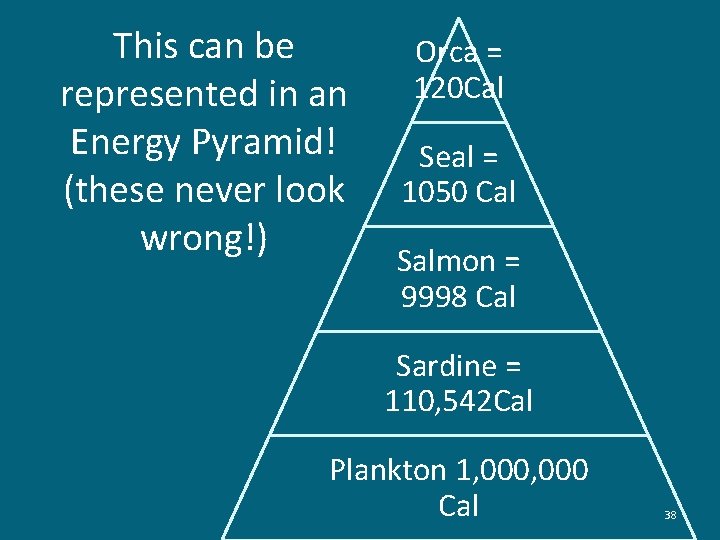 This can be represented in an Energy Pyramid! (these never look wrong!) Orca =