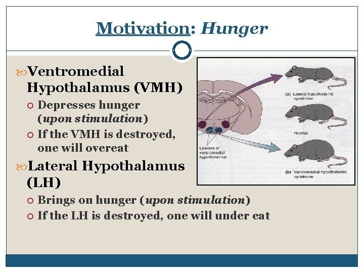 Motivation: Hunger Ventromedial Hypothalamus (VMH) Depresses hunger (upon stimulation) If the VMH is destroyed,