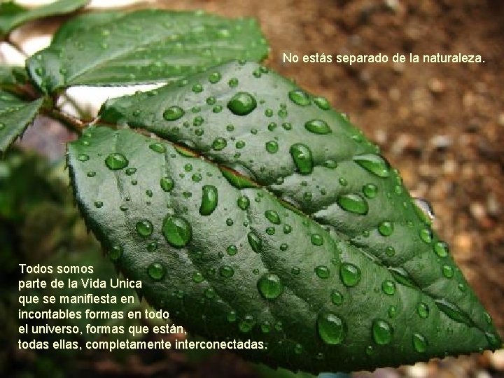 No estás separado de la naturaleza. Todos somos parte de la Vida Unica que