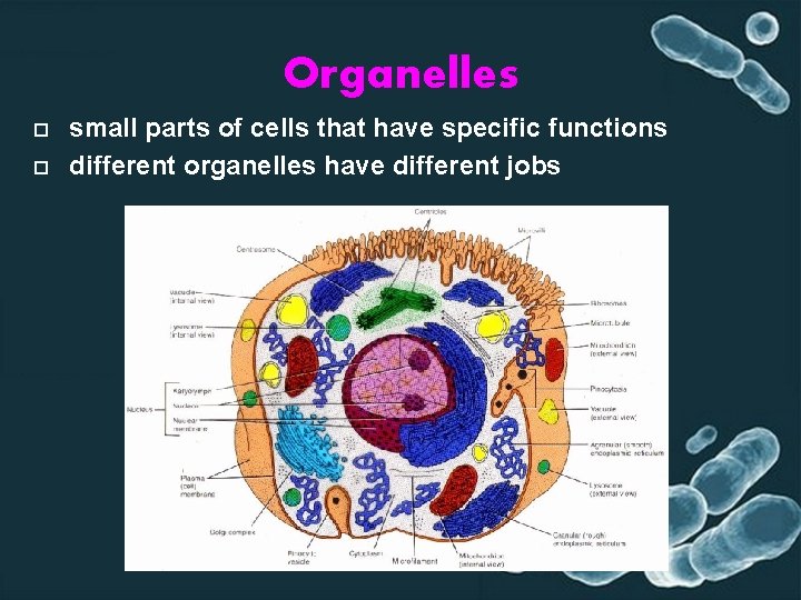 Organelles small parts of cells that have specific functions different organelles have different jobs