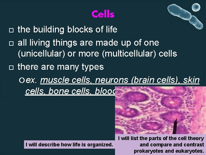 Cells the building blocks of life all living things are made up of one