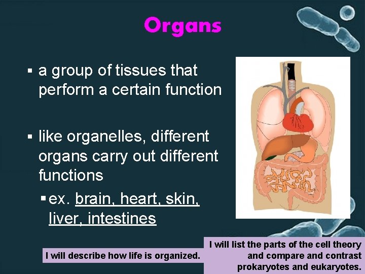Organs § a group of tissues that perform a certain function § like organelles,