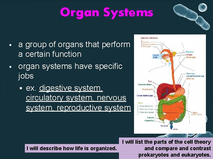 Organ Systems § § a group of organs that perform a certain function organ