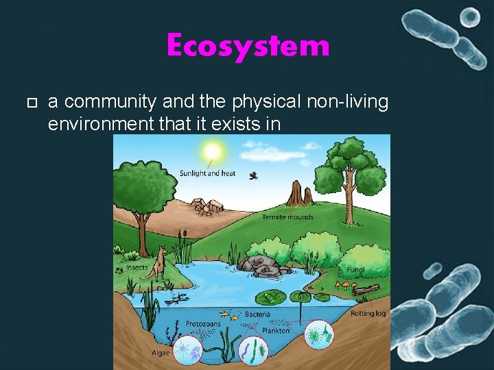 Ecosystem a community and the physical non-living environment that it exists in 