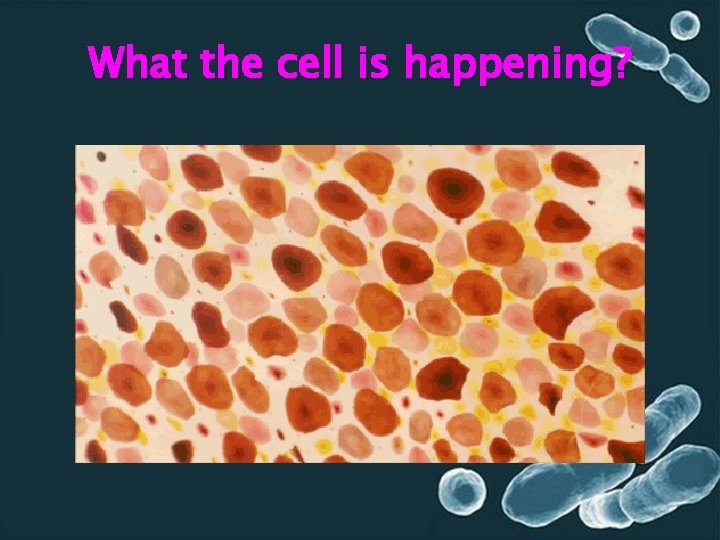 What the cell is happening? 