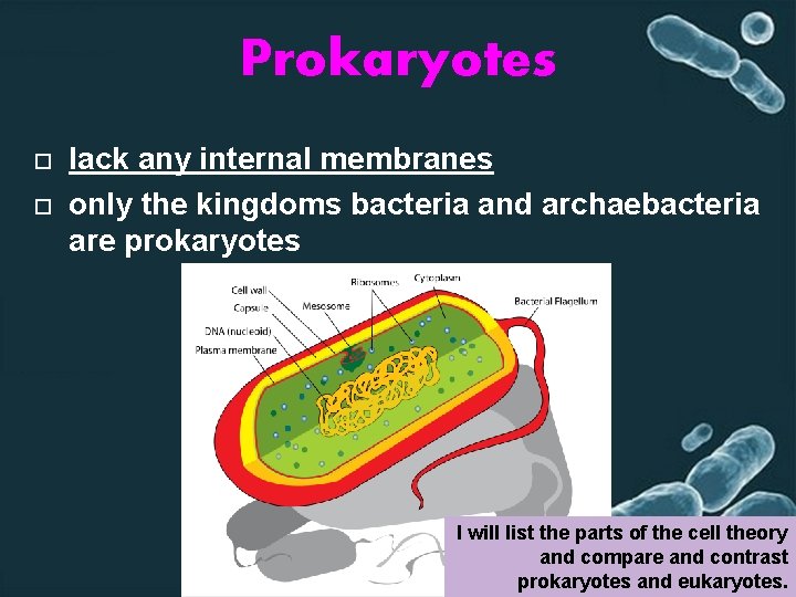 Prokaryotes lack any internal membranes only the kingdoms bacteria and archaebacteria are prokaryotes I