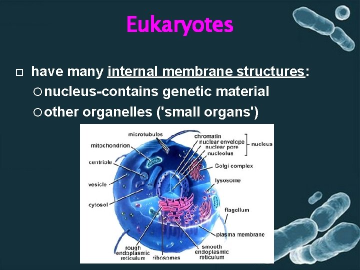 Eukaryotes have many internal membrane structures: nucleus-contains genetic material other organelles ('small organs') 