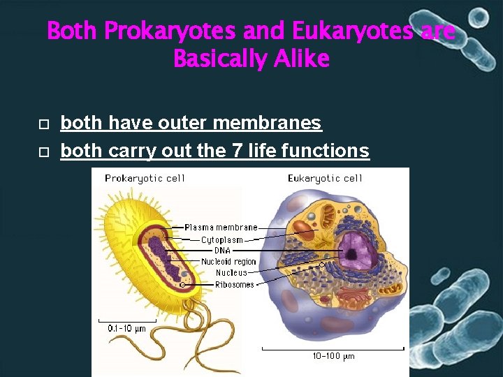 Both Prokaryotes and Eukaryotes are Basically Alike both have outer membranes both carry out