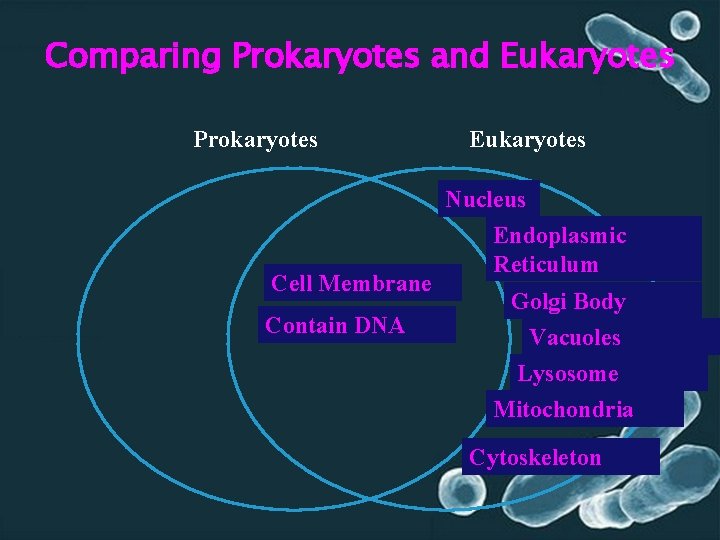 Comparing Prokaryotes and Eukaryotes Prokaryotes Cell Membrane Contain DNA Eukaryotes Nucleus Endoplasmic Reticulum Golgi