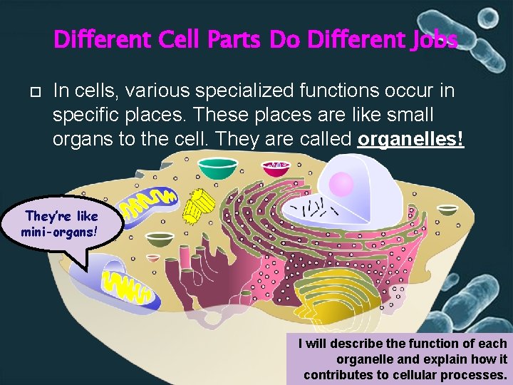 Different Cell Parts Do Different Jobs In cells, various specialized functions occur in specific