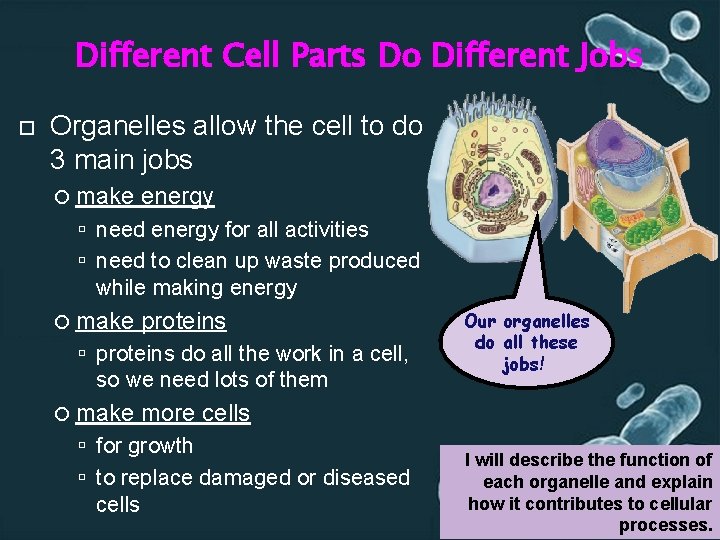 Different Cell Parts Do Different Jobs Organelles allow the cell to do 3 main