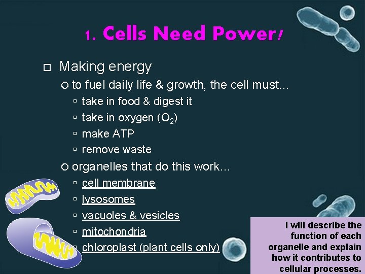 1. Cells Need Power! Making energy to fuel daily life & growth, the cell