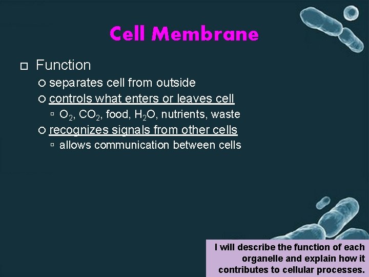 Cell Membrane Function separates cell from outside controls what enters or leaves cell O