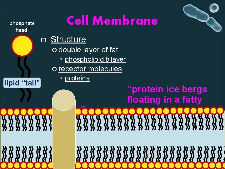 Cell Membrane phosphate “head” Structure double layer of fat phospholipid bilayer receptor lipid “tail”