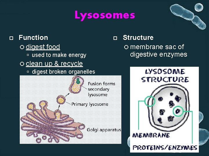 Lysosomes Function digest food used to make energy clean up & recycle digest broken