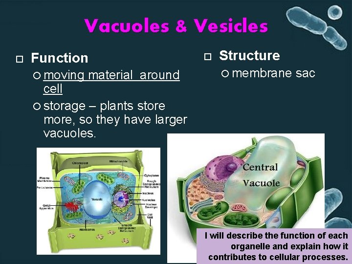 Vacuoles & Vesicles Function moving material around Structure membrane sac cell storage – plants