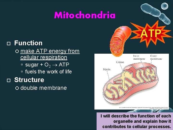 Mitochondria Function ATP make ATP energy from cellular respiration sugar + O 2 ATP