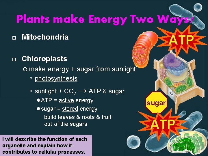 Plants make Energy Two Ways! Mitochondria Chloroplasts make ATP energy + sugar from sunlight