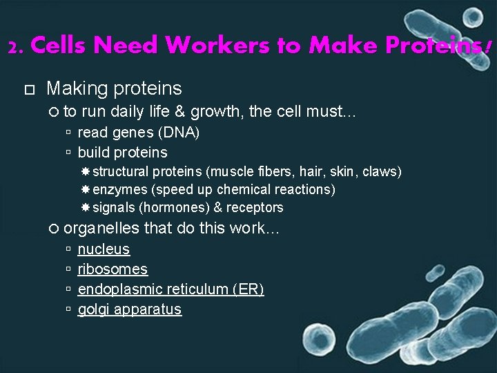 2. Cells Need Workers to Make Proteins! Making proteins to run daily life &