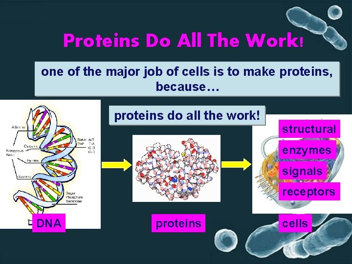 Proteins Do All The Work! one of the major job of cells is to