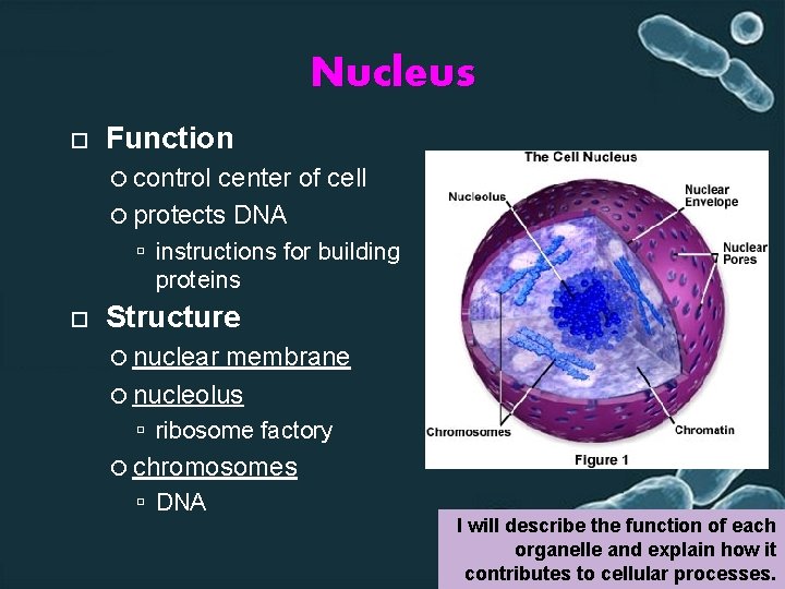 Nucleus Function control center of cell protects DNA instructions for building proteins Structure nuclear