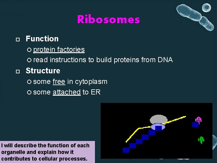 Ribosomes Function protein factories read instructions to build proteins from DNA Structure some free