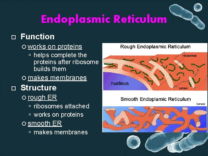 Endoplasmic Reticulum Function works on proteins helps complete the proteins after ribosome builds them