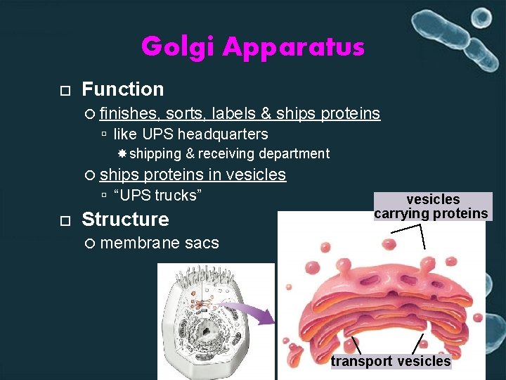 Golgi Apparatus Function finishes, sorts, labels & ships proteins like UPS headquarters shipping &