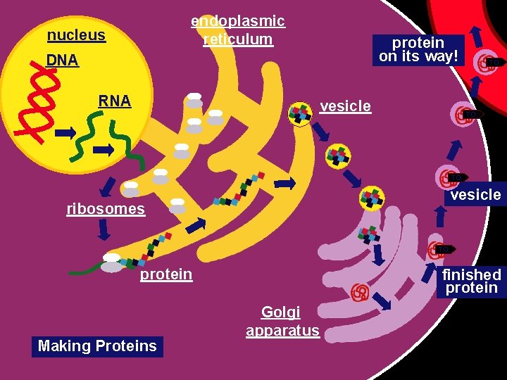 endoplasmic reticulum nucleus protein on its way! DNA RNA vesicle TO: vesicle ribosomes TO: