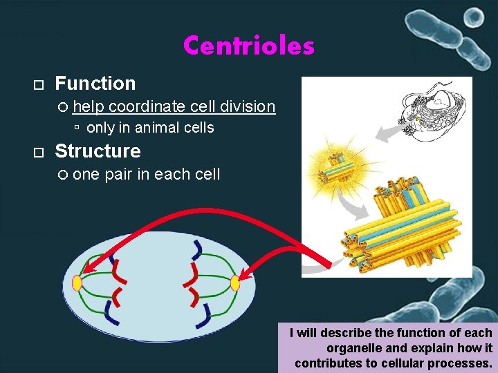 Centrioles Function help coordinate cell division only in animal cells Structure one pair in