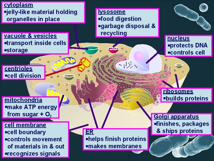 cytoplasm jelly-like material holding organelles in place vacuole & vesicles transport inside cells storage