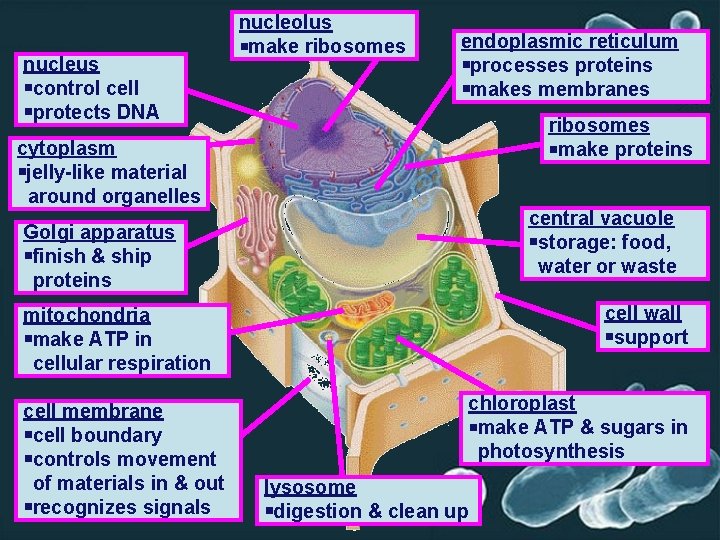 nucleus control cell protects DNA nucleolus make ribosomes endoplasmic reticulum processes proteins makes membranes