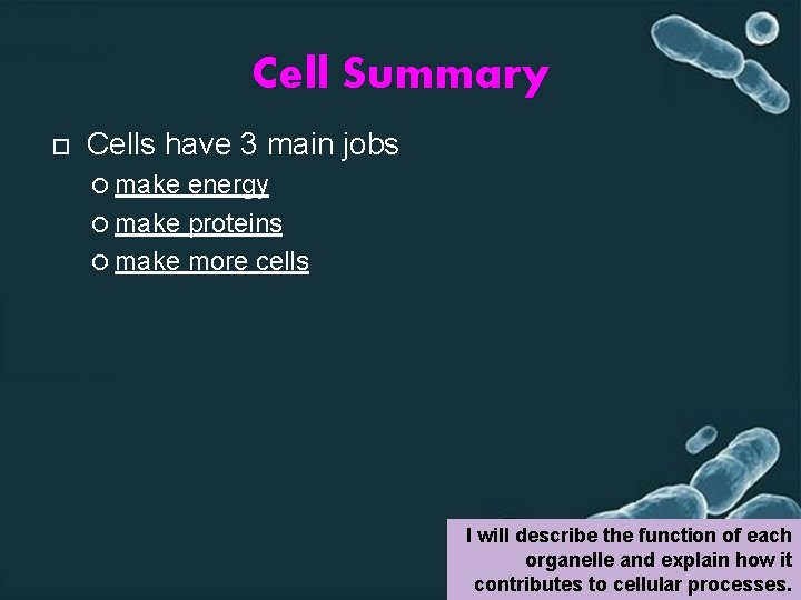 Cell Summary Cells have 3 main jobs make energy make proteins make more cells