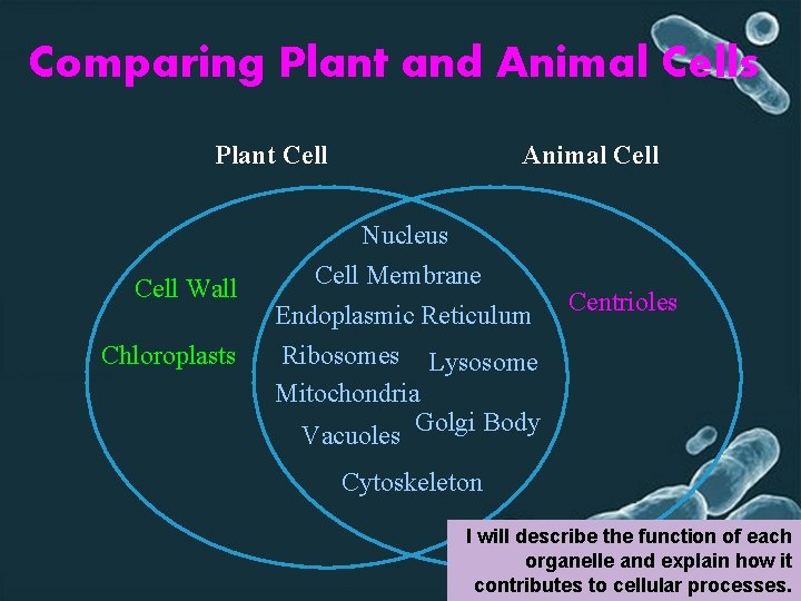 Comparing Plant and Animal Cells Plant Cell Wall Chloroplasts Animal Cell Nucleus Cell Membrane