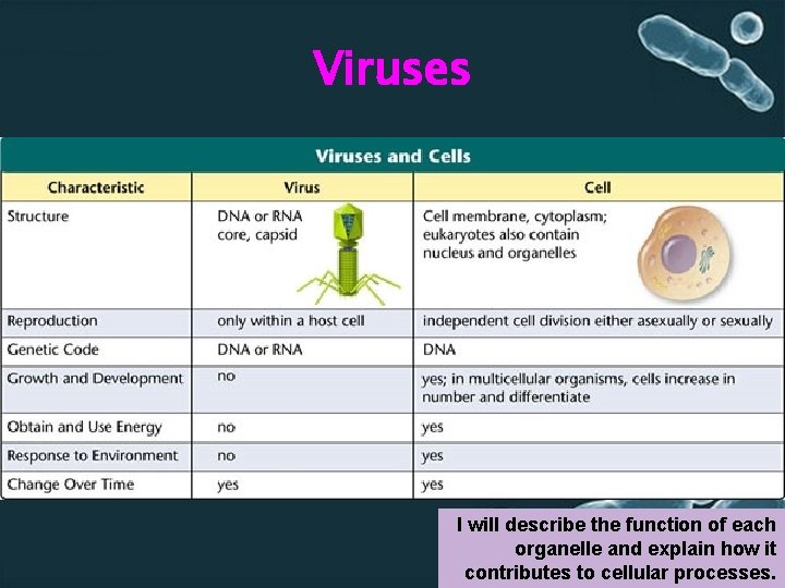 Viruses I will describe the function of each organelle and explain how it contributes