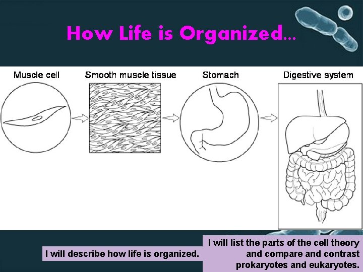 How Life is Organized. . . I will list the parts of the cell