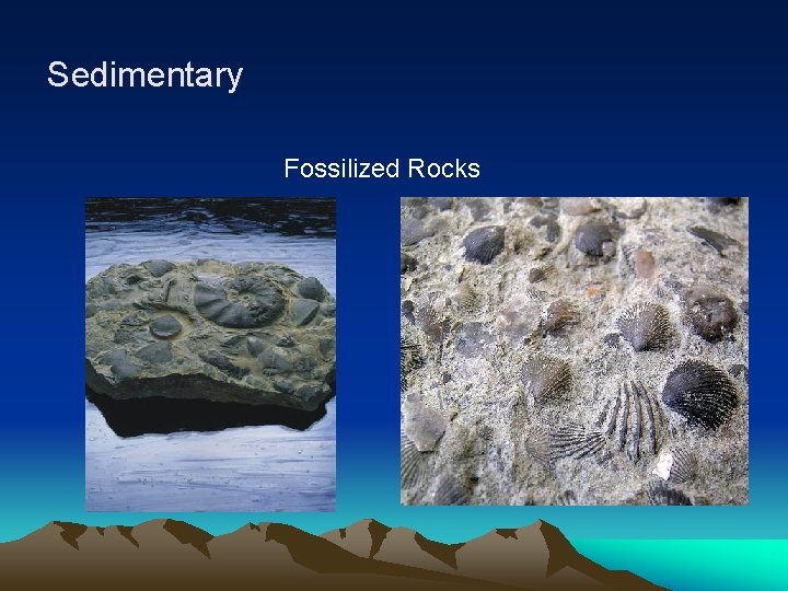 Sedimentary Fossilized Rocks 