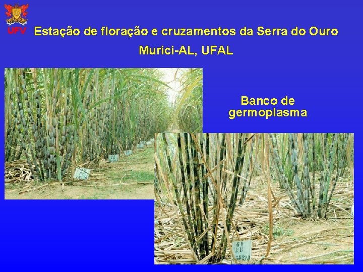 UFV Estação de floração e cruzamentos da Serra do Ouro Murici-AL, UFAL Banco de