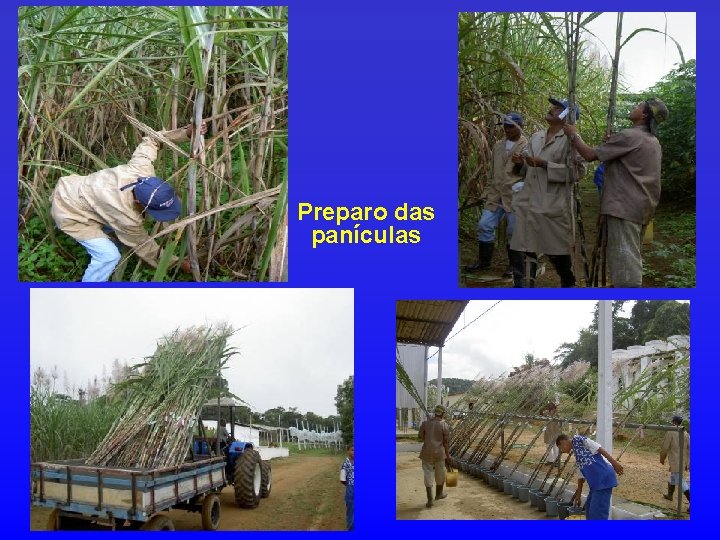 Preparo das panículas 