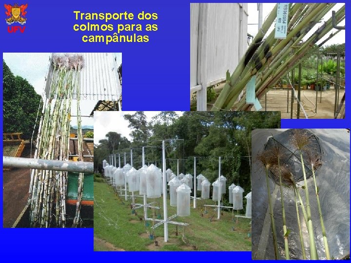 UFV Transporte dos colmos para as campânulas 