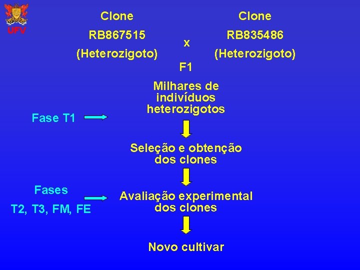 UFV Clone RB 867515 RB 835486 (Heterozigoto) x (Heterozigoto) F 1 Fase T 1