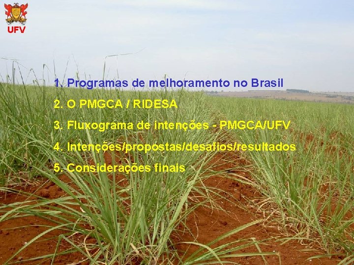 UFV 1. Programas de melhoramento no Brasil 2. O PMGCA / RIDESA 3. Fluxograma